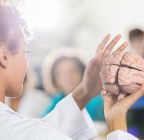 Doctor holding up a model of a brain